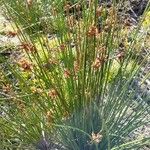 Juncus effususFeuille