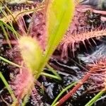 Drosera intermedia Lapas