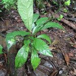 Pavonia schiedeana Leaf