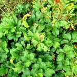 Potentilla umbrosa Vekstform