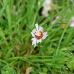 Bellis sylvestris Habitus