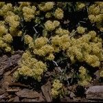 Ceanothus cordulatus Habitat