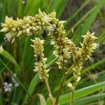 Persicaria hispida Кветка