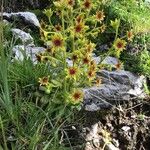 Saxifraga mutata Flor