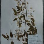 Clematis gouriana 其他