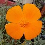 Eschscholzia californica പുഷ്പം