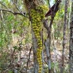 Dischidia nummularia Blatt