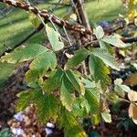 Acer griseum Leaf