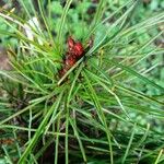 Pinus koraiensis 果実