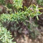 Adenocarpus hispanicus ᱥᱟᱠᱟᱢ