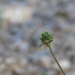 Sanguisorba verrucosa Žiedas