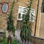 Echium wildpretii Habitus