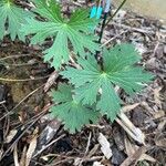 Geranium viscosissimum Blad