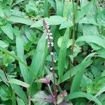 Cyathula prostrata Flor