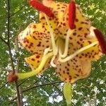 Lilium michauxii Flower