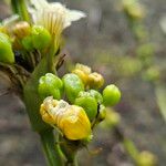 Sisyrinchium striatum Fruit