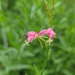 Oenothera suffrutescens പുഷ്പം