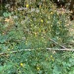 Lactuca muralis Flower