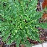 Hibiscus cannabinus Leaf