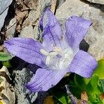 Campanula cenisia Flower