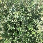 Salix aurita Hoja