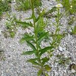 Erigeron strigosus Likasa