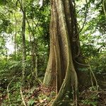 Gilletiodendron kisantuense Bark
