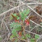 Indigofera schimperi Квітка