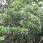 Podocarpus sylvestris Облик