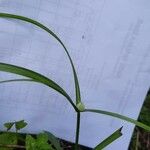 Cyperus aromaticus Folio