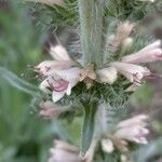 Echium boissieri Cvijet
