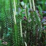 Lycopodium annotinum Цветок