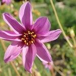 Dahlia merckii Flower