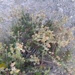 Fumana thymifolia Virág