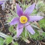 Anemone pulsatillaКвітка