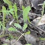 Hieracium gouanii Blatt