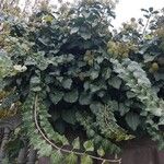 Hedera helixFeuille