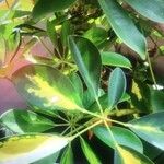 Schefflera arboricola葉