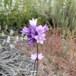 Dipterostemon capitatus Flower