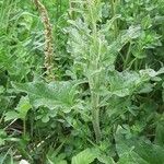 Chenopodium bonus-henricus Leaf