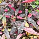 Alternanthera bettzickiana Hábito