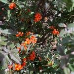 Pyracantha angustifolia Ffrwyth