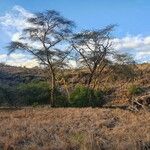 Vachellia xanthophloea आदत