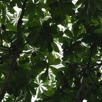 Cussonia brieyi Hábito