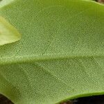 Rhododendron triflorum Leaf