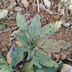 Echium italicum Leaf