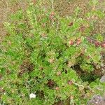 Ribes uva-crispa 整株植物