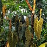 Philodendron melanochrysum Costuma