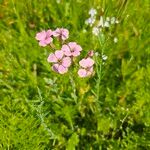 Gypsophila vaccaria ᱵᱟᱦᱟ