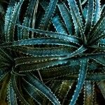 Dyckia encholirioides Fulla